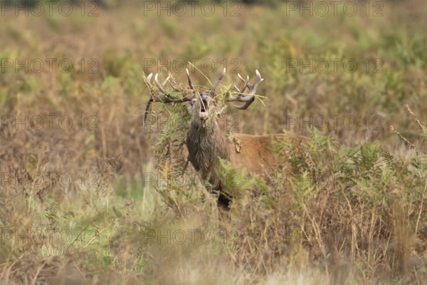 Red deer (Cervus elaphus) adult male stag mammal roaring in the annual rut in autumn, England,