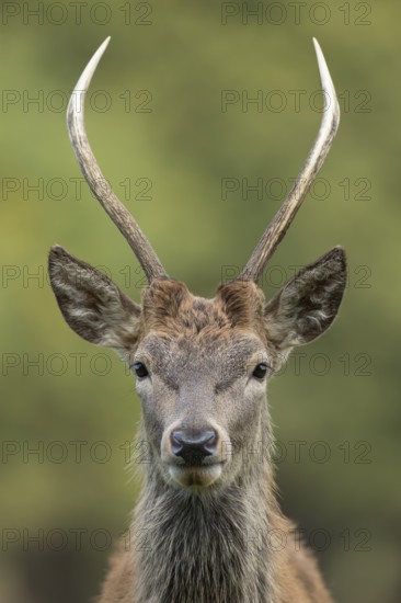 Red deer (Cervus elaphus) juvenile male stag mammal head portrait in autumn, England, United