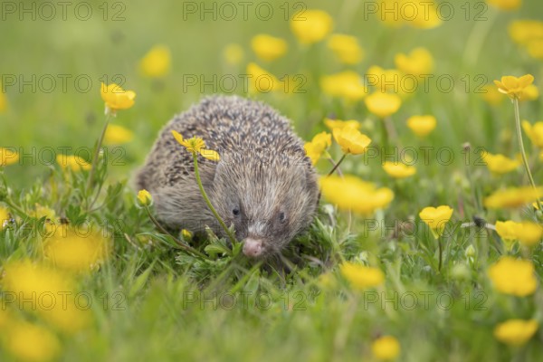 European hedgehog (Erinaceus europaeus) adult mammal in a countryside meadow with Buttercup