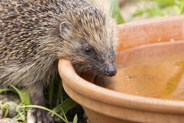 European hedgehog (Erinaceus europaeus) adult mammal drinking water from a plant pot saucer in a