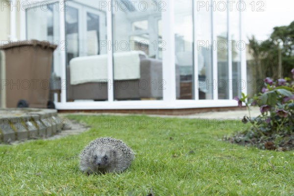 European hedgehog (Erinaceus europaeus) adult mammal on a garden grass lawn with a house