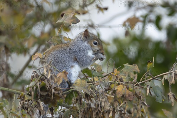 Grey squirrel (Sciurus carolinensis) adult mammal eating Field maple tree seeds in autumn, England,