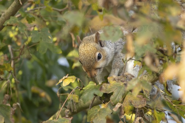 Grey squirrel (Sciurus carolinensis) adult mammal collecting Field maple tree seeds in autumn,
