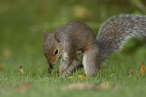 Grey squirrel (Sciurus carolinensis) adult mammal burying nuts in a garden grass lawn in autumn,
