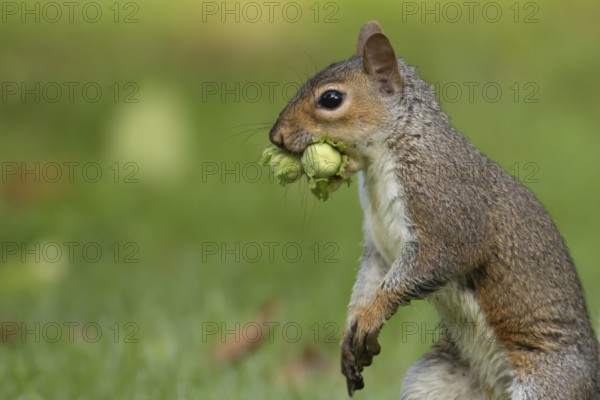 Grey squirrel (Sciurus carolinensis) adult mammal with two hazelnut tree nuts in its mouth in