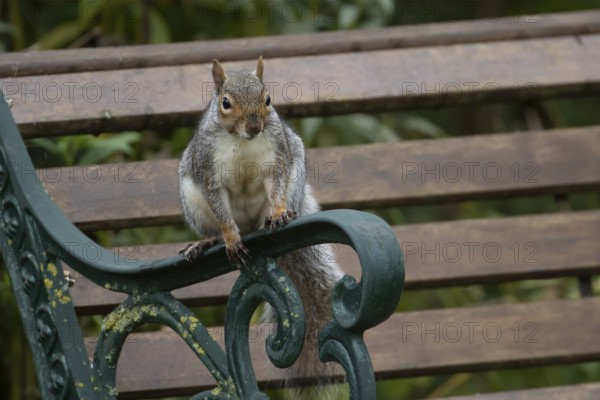 Grey squirrel (Sciurus carolinensis) adult mammal on a garden bench, England, United Kingdom