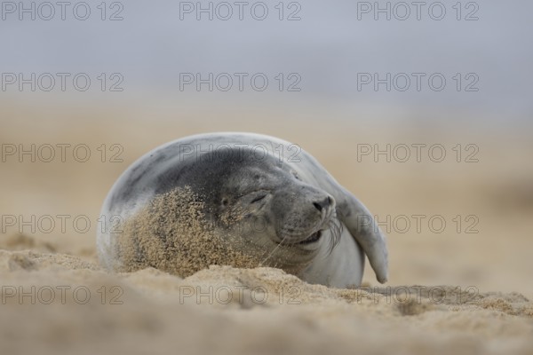 Grey seal (Halichoerus grypus) adult marine mammal sleeping on a beach in winter, England, United