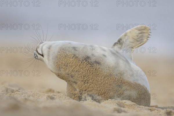 Grey seal (Halichoerus grypus) adult marine mammal stretching on a beach in winter, England, United