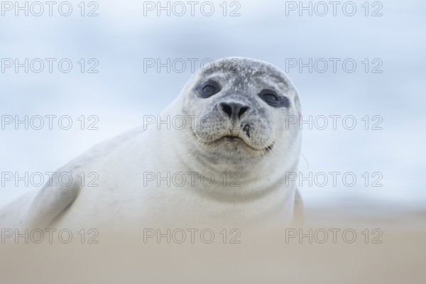 Common or Harbour or Habor seal (Phoca vitulina) adult marine mammal relaxing on a beach, England,