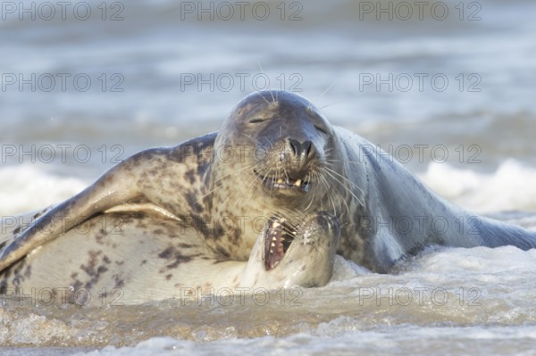 Grey seal (Halichoerus grypus) two adult marine mammals playing in the shallow waves of the sea,