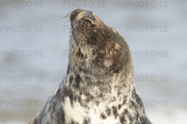 Grey seal (Halichoerus grypus) adult marine mammal shaking its head, England, United Kingdom