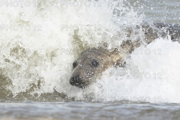 Grey seal (Halichoerus grypus) adult marine mammal surfing on the breaking waves of the sea,