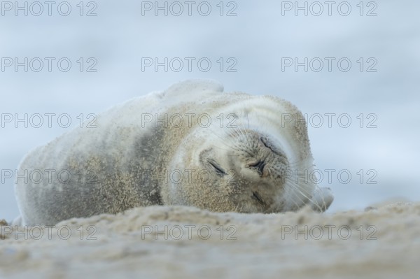 Common or Harbour or Habor seal (Phoca vitulina) adult marine mammal sleeping on a beach, England,