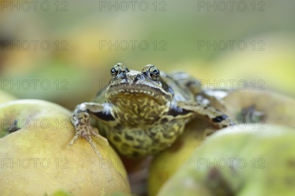 Common frog (Rana temporaria) adult amphibian on fallen apples fruit in a garden in autumn,