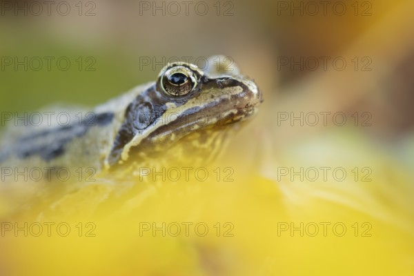 Common frog (Rana temporaria) adult amphibian amongst fallen autumn leaves in a garden, England,