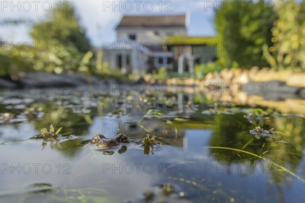 Common frog (Rana temporaria) adult amphibian on the water surface of a garden pond with a house in