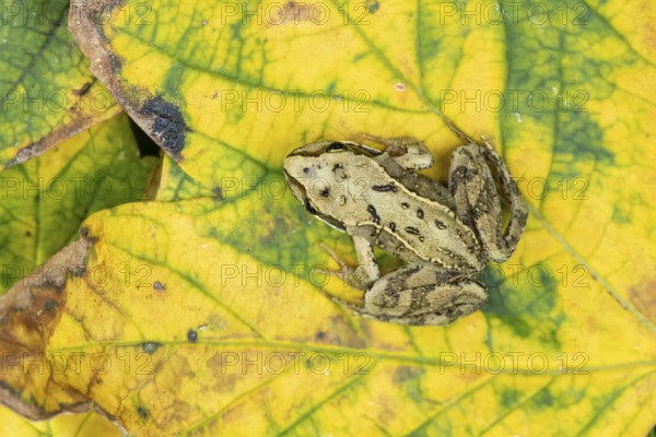 Common frog (Rana temporaria) juvenile baby froglet amphibian on fallen autumn leaves in a garden,