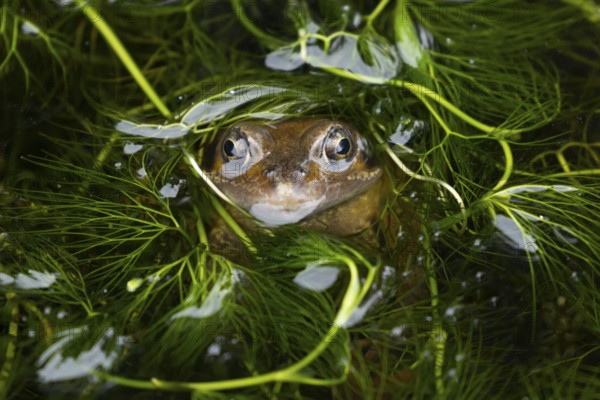 Common frog (Rana temporaria) adult amphibian on the water surface of a garden pond amongst pond