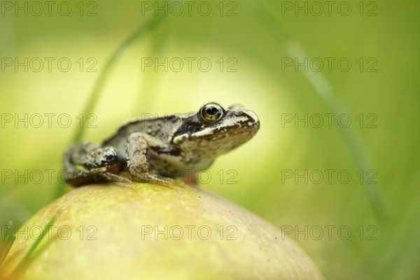 Common frog (Rana temporaria) juvenile baby froglet amphibian on a fallen apple fruit in a garden