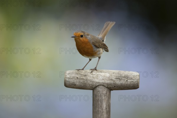 European robin (Erithacus rubecula) adult garden bird on a fork handle in spring, England, United