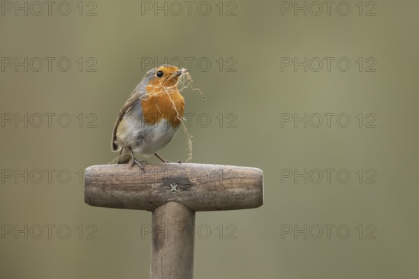 European robin (Erithacus rubecula) adult garden bird with nesting material in its beak on a fork