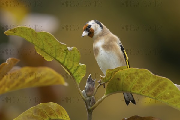 European goldfinch (Carduelis carduelis) adult garden bird in a Magnolia tree with autumn colour