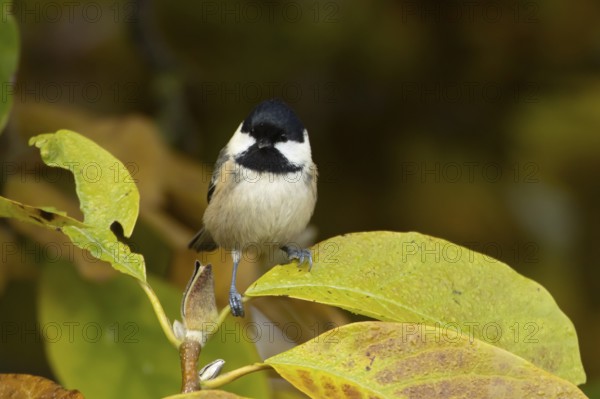 Coal tit (Periparus ater) adult garden bird in a Magnolia tree with autumn colour leaves, England,