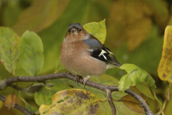 Eurasian chaffinch (Fringilla coelebs) adult male garden bird in a Magnolia tree with autumn colour