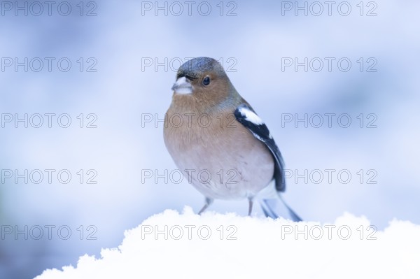Eurasian chaffinch (Fringilla coelebs) adult male garden bird in snow in winter, England, United