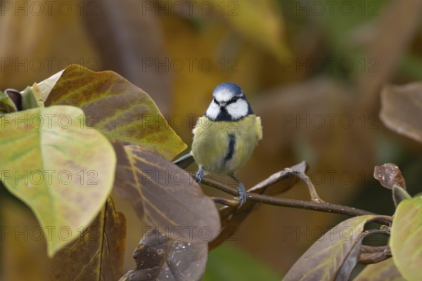 Blue tit (Cyanistes caeruleus) adult garden bird in a Magnolia tree with autumn colour leaves,