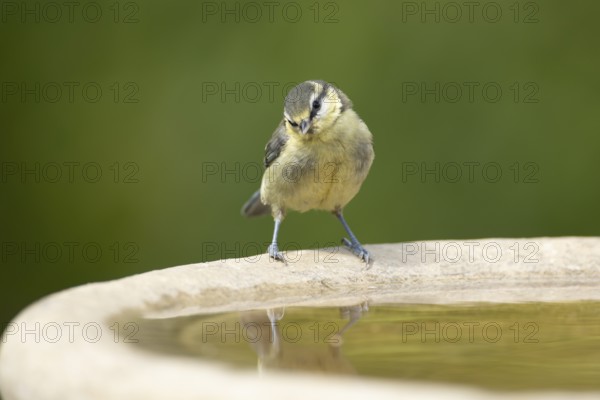 Blue tit (Cyanistes caeruleus) juvenile garden bird on a bird bath in summer, England, United