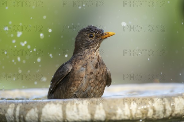Eurasian blackbird (Turdus merula) adult female garden bird washing in a bird bath in spring,