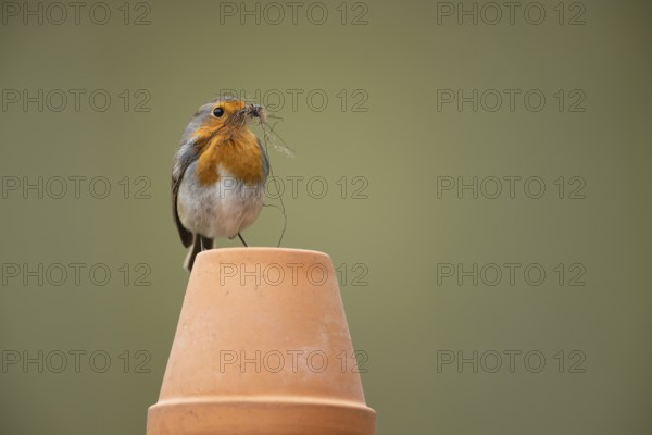 European robin (Erithacus rubecula) adult garden bird with nesting material in its beak on a plant
