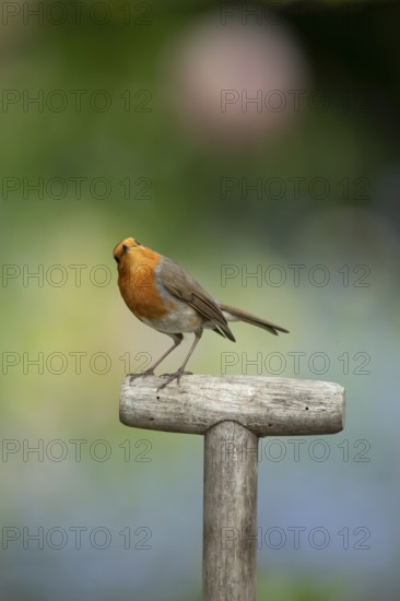 European robin (Erithacus rubecula) adult garden bird on a fork handle in spring, England, United