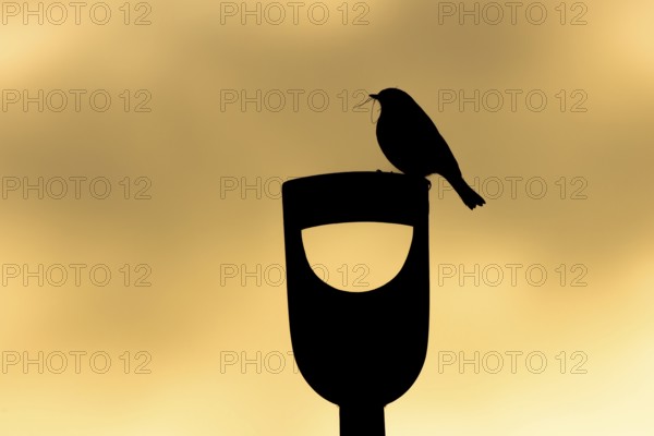European robin (Erithacus rubecula) silhouette of an adult garden bird with nesting material in its