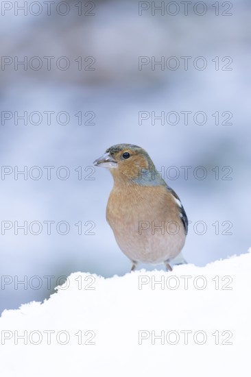 Eurasian chaffinch (Fringilla coelebs) adult male garden bird in snow in winter, England, United