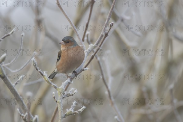 Eurasian chaffinch (Fringilla coelebs) adult male garden bird in a frost covered tree in winter,