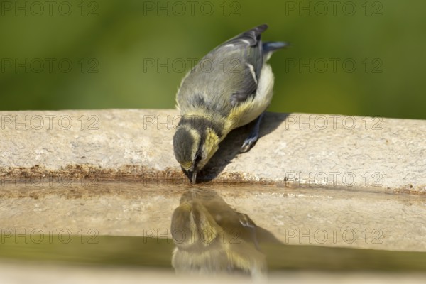 Blue tit (Cyanistes caeruleus) juvenile garden bird drinking water from a bird bath in summer,