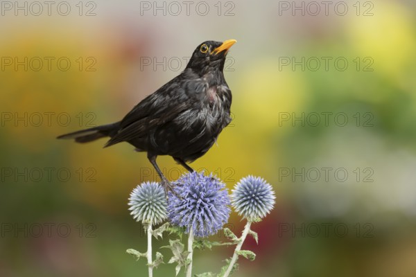 Euasian blackbird (Turdus merula) adult male garden bird on Globe thistle flowers in summer,