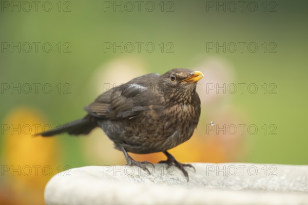 Eurasian blackbird (Turdus merula) adult female garden bird drinking water from a bird bath in