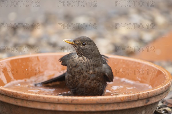 Eurasian blackbird (Turdus merula) adult female garden bird washing in a plant pot saucer in
