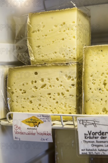 Cheese, hard cheese, organic cheese, Black Forest, Baden-Württemberg, Germany