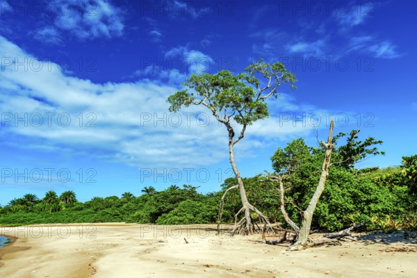 Typical Typical vegetation of the northeastern coast of Brazil on Sargi beach in Serra Grande,