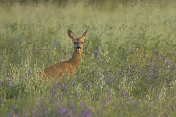 Roe deer (Capreolus capreolus) adult female doe animal in a farmland field in summer, England,