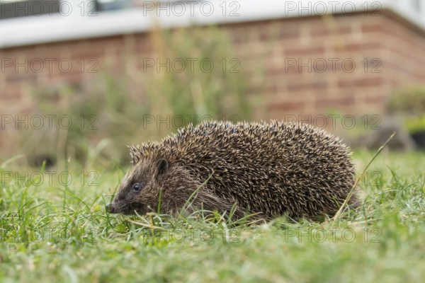 European hedgehog (Erinaceus europaeus) adult mammal on a garden grass lawn with a house in the