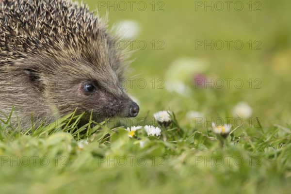 European hedgehog (Erinaceus europaeus) adult mammal on a garden grass lawn with daisy flowers in