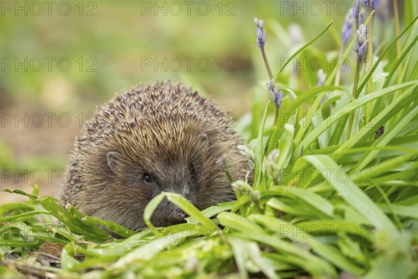 European hedgehog (Erinaceus europaeus) adult mammal in a garden with Bluebell flowers in spring,