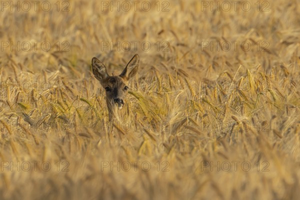 Roe deer (Capreolus capreolus) adult female doe animal in a farmland barley field in summer,