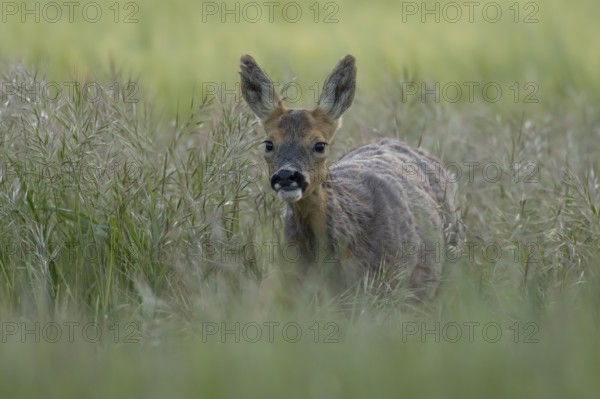 Roe deer (Capreolus capreolus) adult female doe animal in a farmland cereal field in summer,