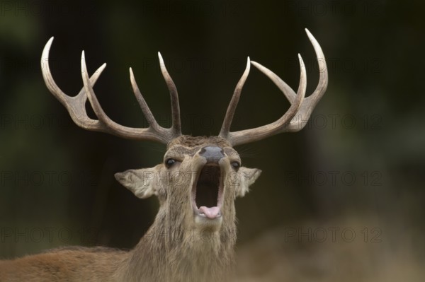 Red deer (Cervus elaphus) adult male stag mammal roaring during the rutting season in autumn,